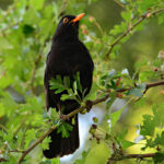 Online Amsel-Quiz