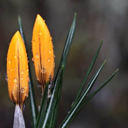 Krokus, Schneeglöckchen & Christrose: Das Fühlingsblumen-Quiz