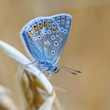 Wissenstest zum Schmetterling: Wie gut kennst du die Falter?