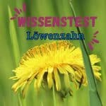 Wissenstest: 13 goldgelbe Quizfragen zum Löwenzahn