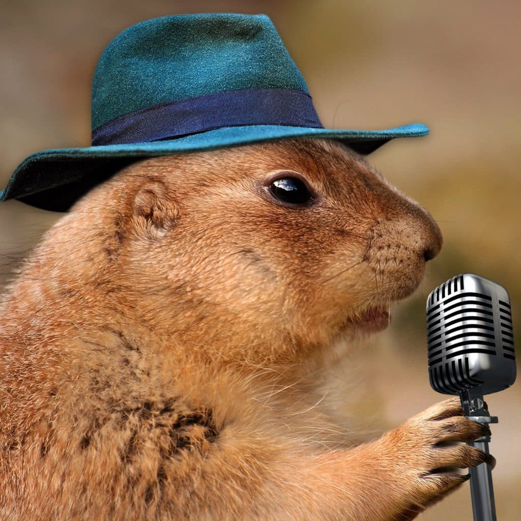 Musik Quiz Teste dein Wissen über Songs mit Tieren!