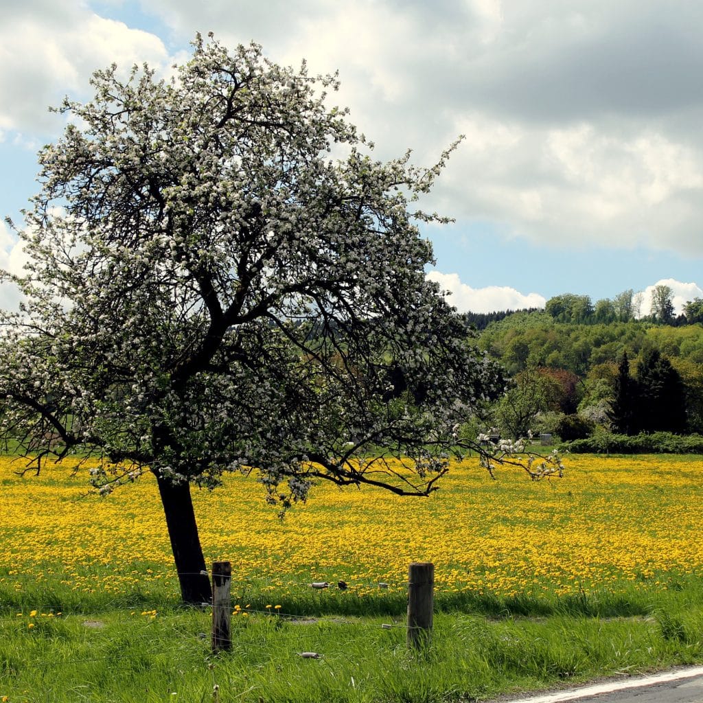 Westerwld Rundlet Westerwald-Quiz: Wie gut kennst du die Region?