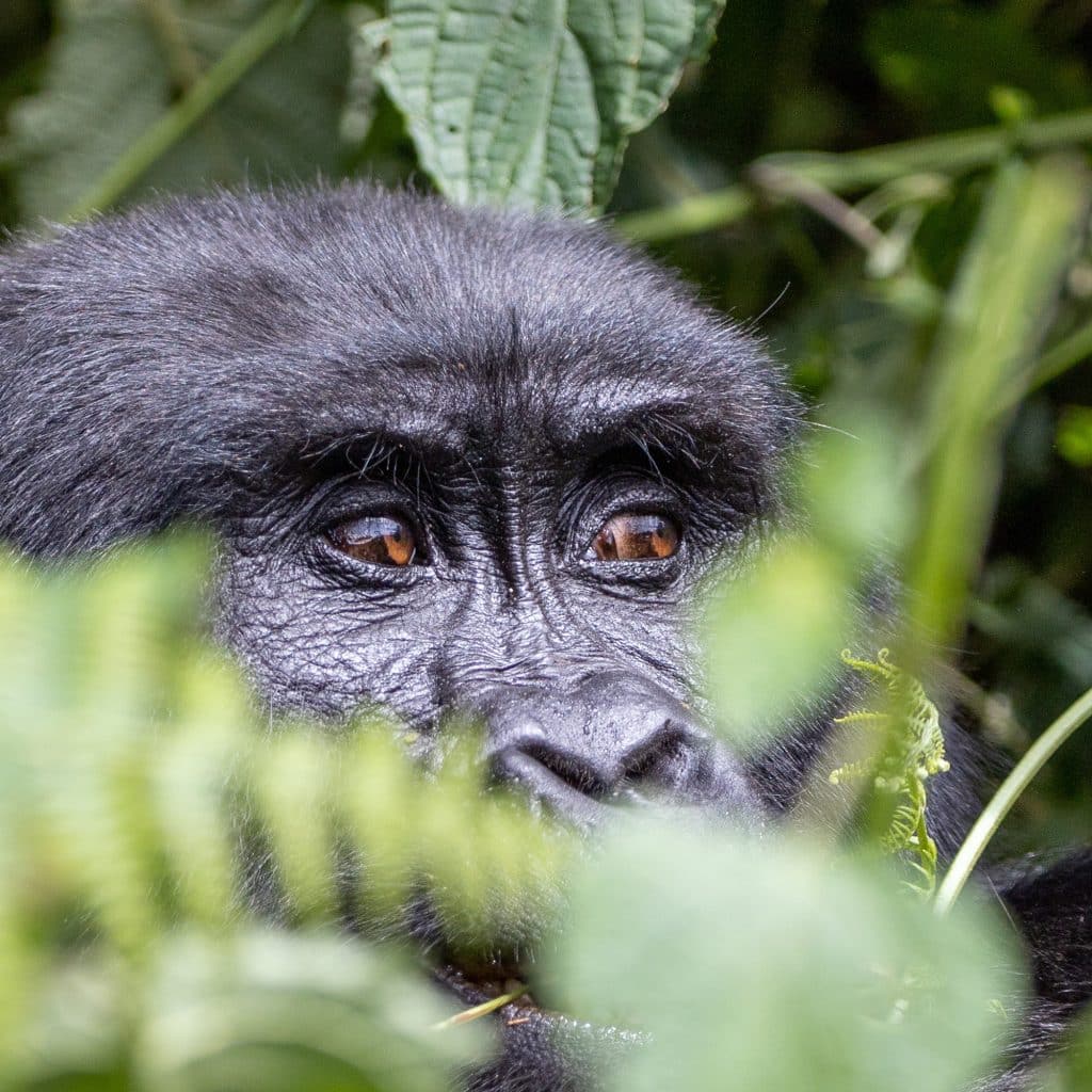 Naturquiz: Super einfache Quizfragen für Tier- und Pflanzenfans