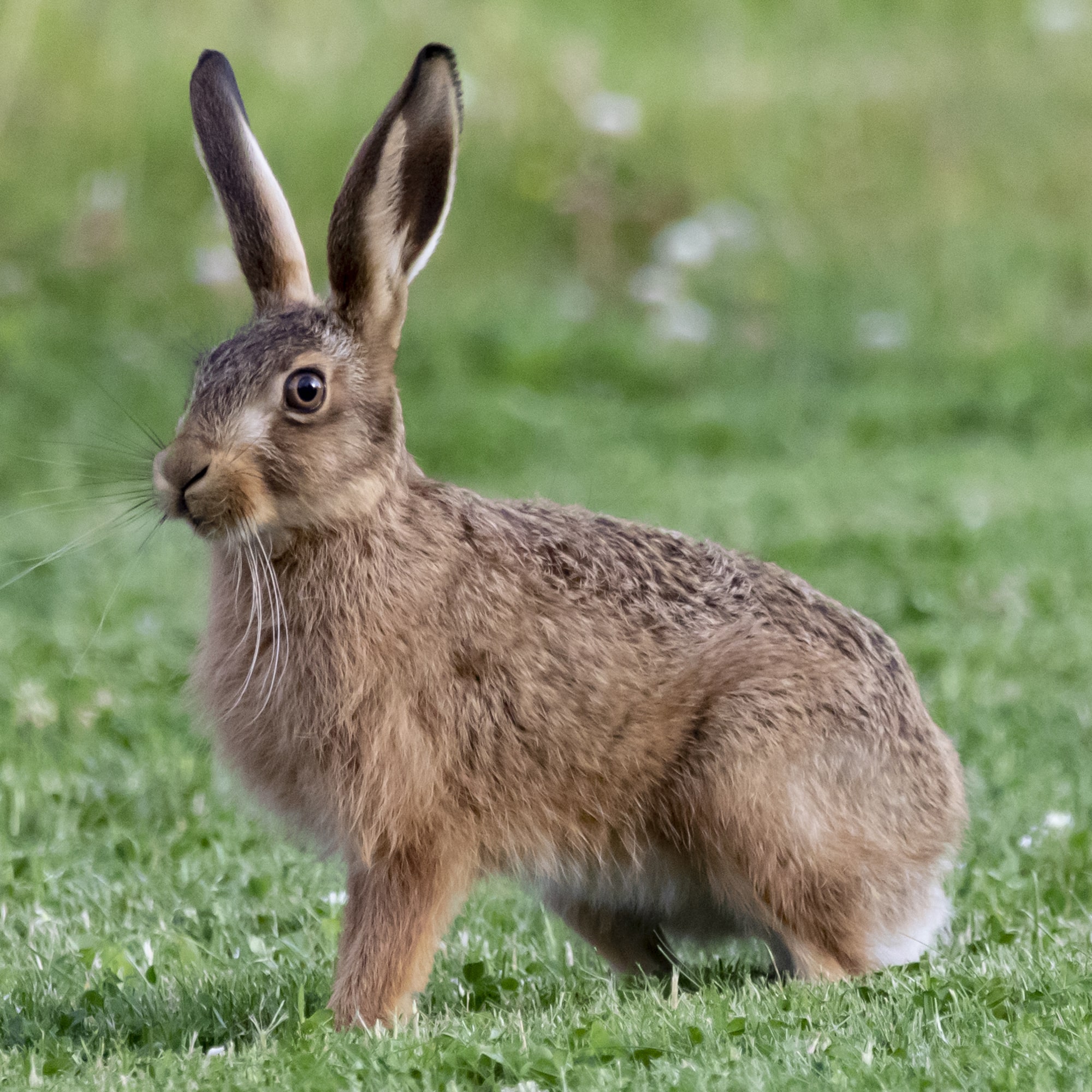 Tierquiz Hase: Weißt du, wie der Hase läuft?