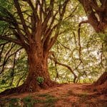 Das große Wald-Quiz: Teste dein Wissen über die Natur!