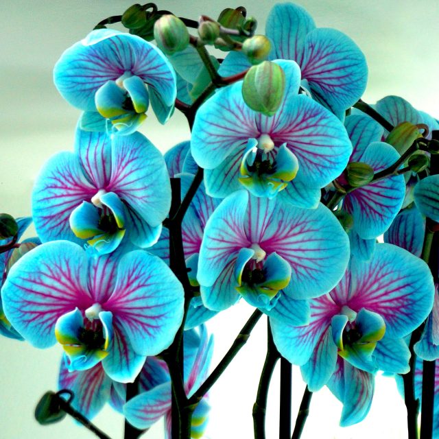  Blumen Quiz: Viele Quizfragen für dein Allgemeinwissen! Illustration 