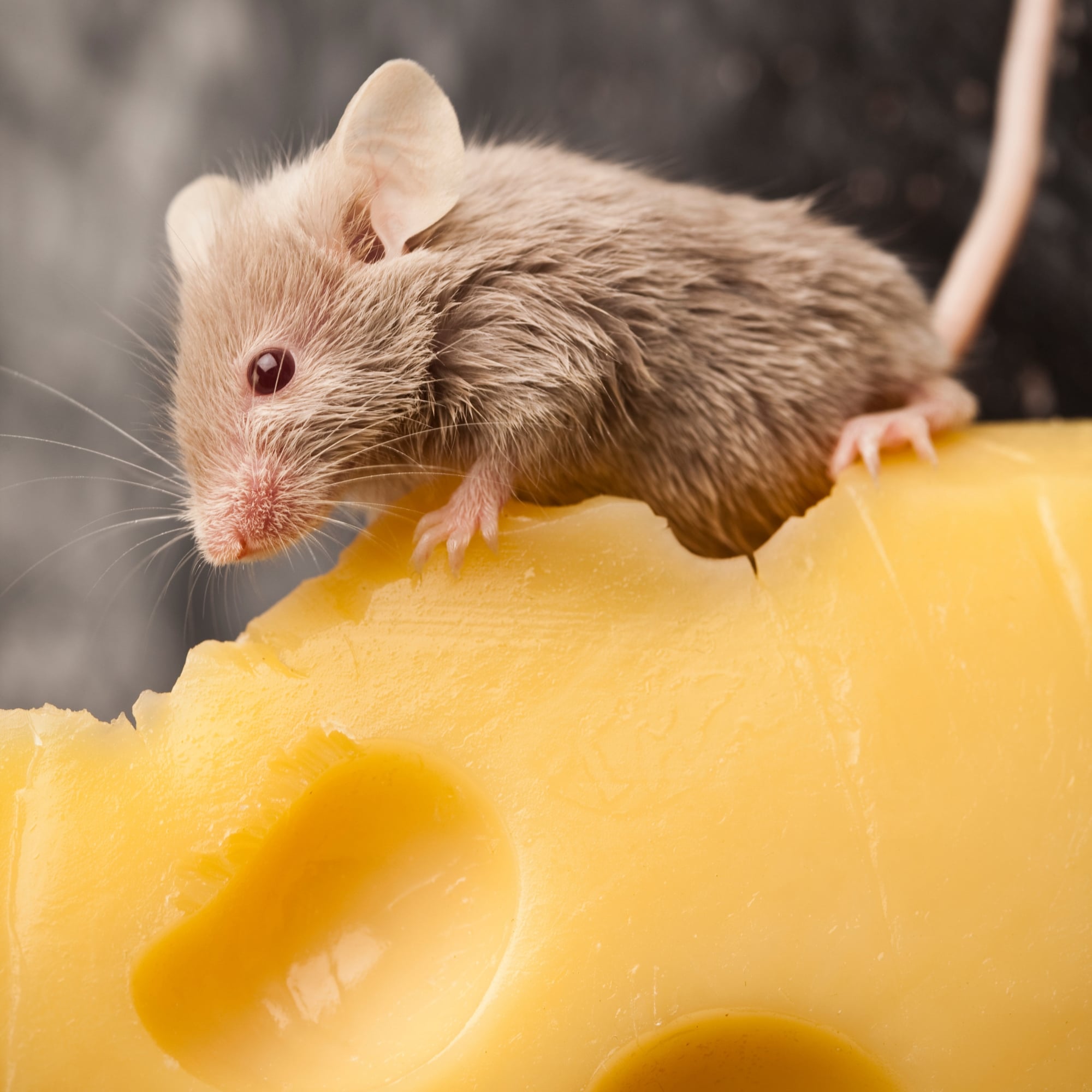 TierQuiz rund um die Maus Kennst du die Sprichwörter?