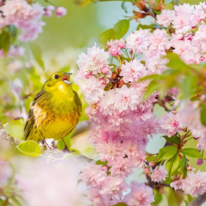 Musikquiz: Errate die fehlenden Verse in bekannten Frühlingsliedern!