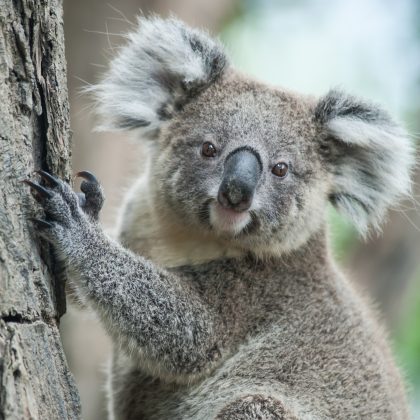 Tier-Quiz zu exotischen Tieren: Wie viele kennst du wirklich?