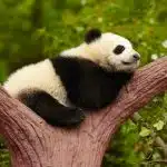 Tier-Quiz: Was weißt du alles über die Pandas?