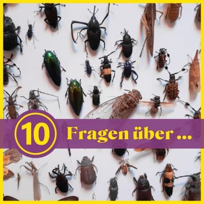 10 Fragen über Insekten: Was weißt du über die kleinen Krabbler?