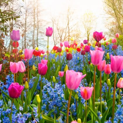 Blumen-Quiz für Erwachsene: Kennst du diese Sprichwörter rund um Blumen?