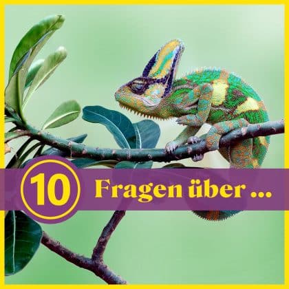 10 Fragen über Reptilien: Was weißt du über die Kriechtiere?