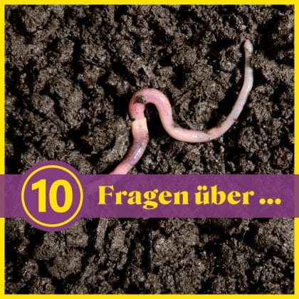 10 Fragen über ... Würmer: Wie gut kennst du die Garten-Untermieter?