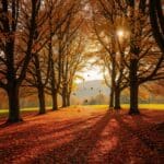 Quiz zum Herbstanfang: Kennst du alle Zeichen des Saisonwechsels?