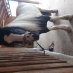 Profile picture of Da rappschecke