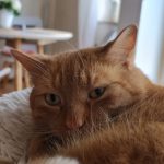 Profile picture of weltbesteraddi