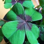 Profile picture of Aal