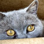 Profile picture of Quizzycat